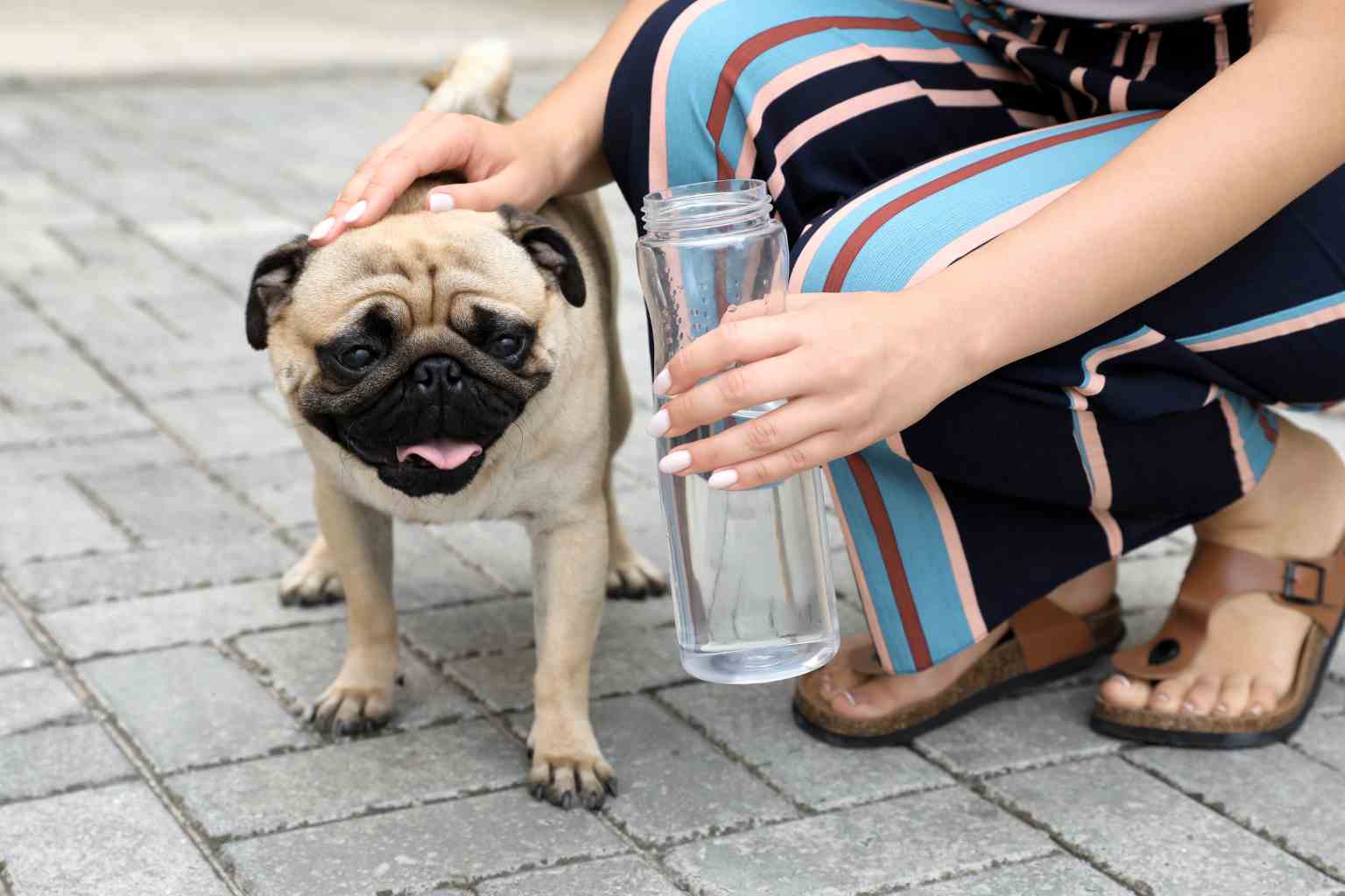 Colpo di calore nel cane: sintomi e come comportarsi